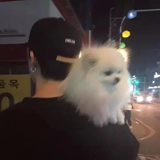 走猫步任犬吠